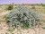 rangelands
